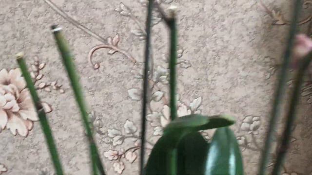 Уход за орхидеей фаленопсис смотреть онлайн