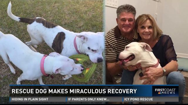 First Coast News at 11 (Ponte Vedra Fire) смотреть онлайн