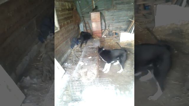 Притравка по барсуку молодой сучонке в паре со взрослым кобелем . смотреть онлайн
