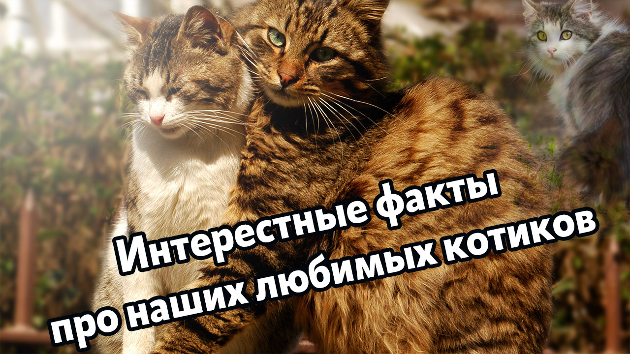 Котики - наши любимые питомцы. Интересные факты о которых вы не знали. смотреть онлайн