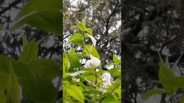 Deutzia scabra, Brașov, 30.06.2022 смотреть онлайн