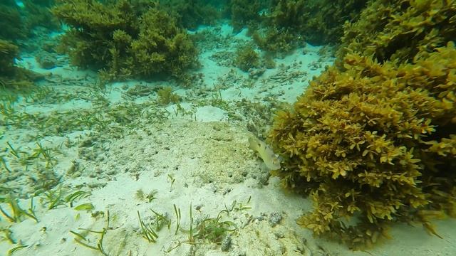 Yok Olmadan Önce Mutlaka Görün! - Coron Malcapuya Adası смотреть онлайн