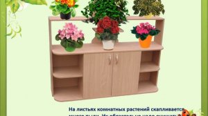 комнатные растения