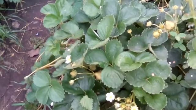 Клубника эви 2 Рем.