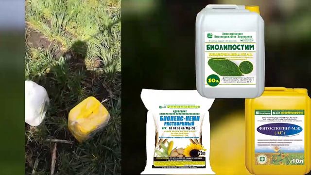 Закладка опыта на озимой пшенице смотреть онлайн