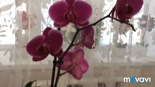 Мои орхидеи смотреть онлайн