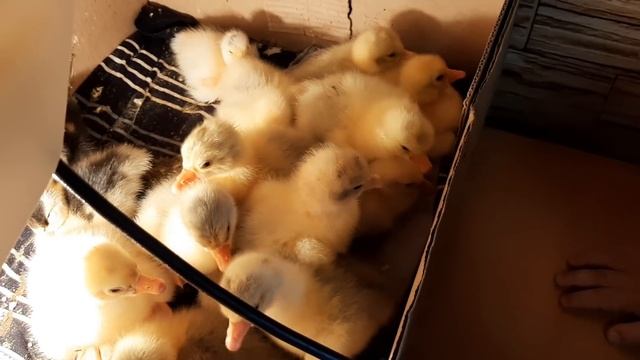 Бомжикам негде жить//вывод окончен, не без потерь смотреть онлайн