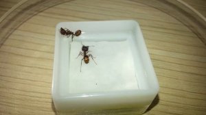 Смертельная схватка баттл. Муравьи солдаты: Carebara diversa vs Messor structor