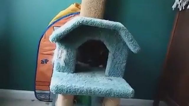 Gibson vs cat tree смотреть онлайн