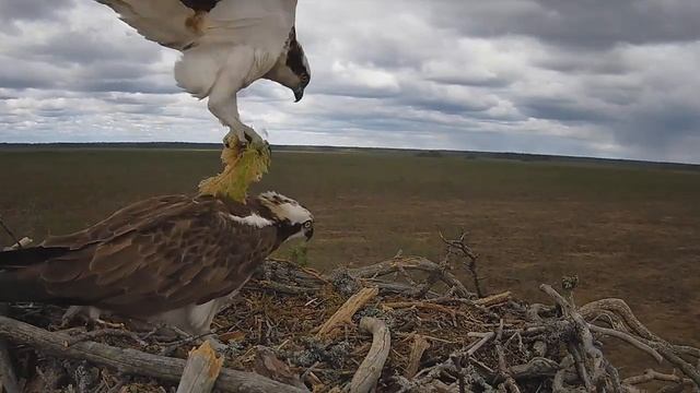 Скопа_Красный Бор_Самец принес мох сфагнум в гнездо (22 апреля 10:53) смотреть онлайн