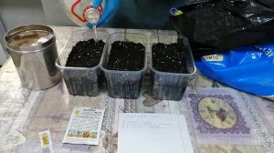 Годеция. Посадка годеции семенами на рассаду. Март 2022