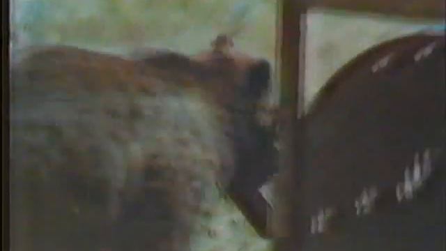 Grizzly Bear Wake Up - Craighead Brothers Trying to Tag Semi-Conscious Bear. смотреть онлайн