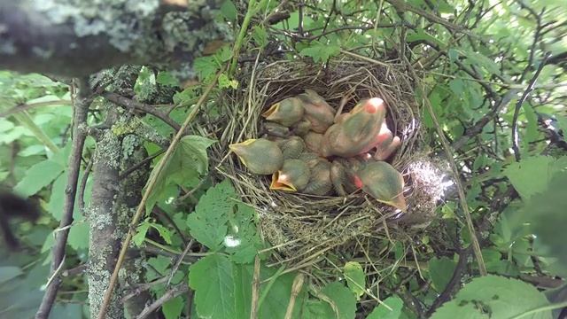 Жулан у дороги 160613 1 18 GP 2 ♂ дал паука САМ В ПАУТИНЕ