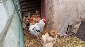 УЗНАЛА ЧОМУ НЕ НЕСЕТСЯ БРАМА.