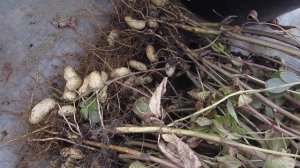 Выращивание арахиса. Все подробно расскажу!Урожай  отличный!