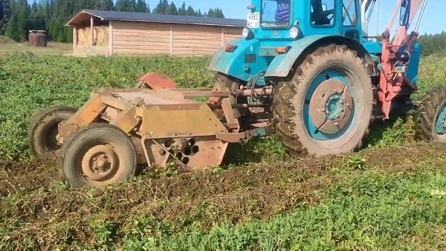 Косим ботву на картофеле. Трактор Т-40, косилка КИР-1.5. смотреть онлайн