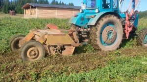 Косим ботву на картофеле. Трактор Т-40, косилка КИР-1.5.