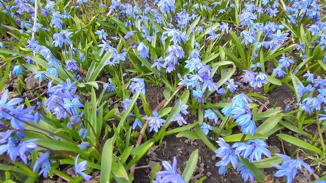 А пчёлки гудят!!! А запах медвяный))) смотреть онлайн