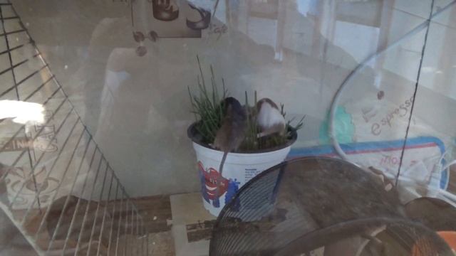 Как ПРАВИЛЬНО содержать мышей? МЫШИНЫЙ РАЙ! (в моем понимании выглядит вот так) смотреть онлайн