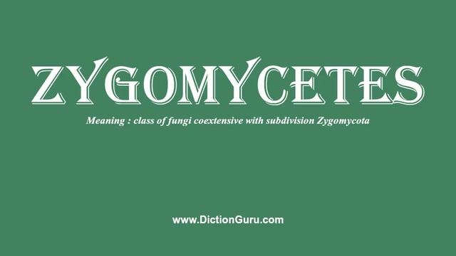 zygomycetes: How to pronounce zygomycetes with Phonetic and Examples смотреть онлайн