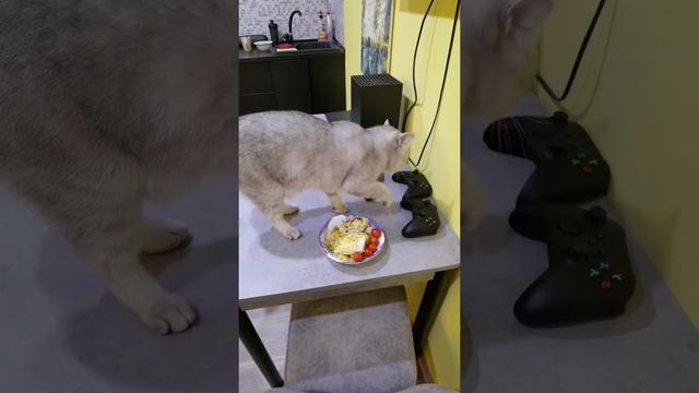 Кот закапывает еду смотреть онлайн