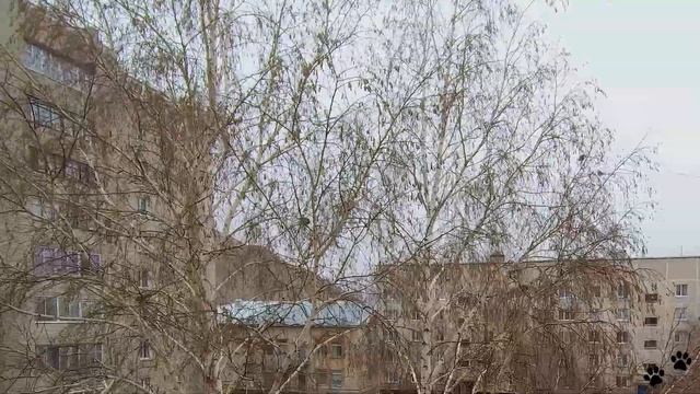 Синички в синичкин день смотреть онлайн
