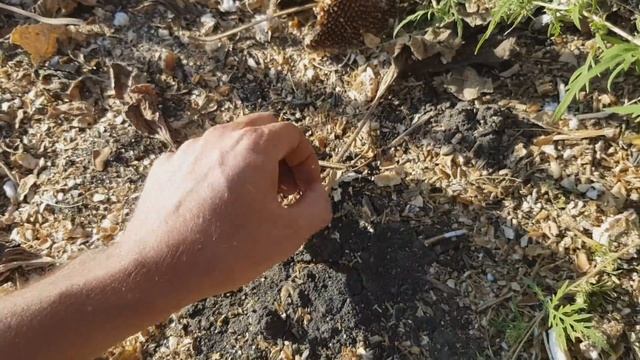 Роторный JohnDeere 9880 Sts на уборке подсолнуха с урожаем 30ц.