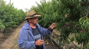 Интенсивный персиковый сад ! 25.06.2019г.