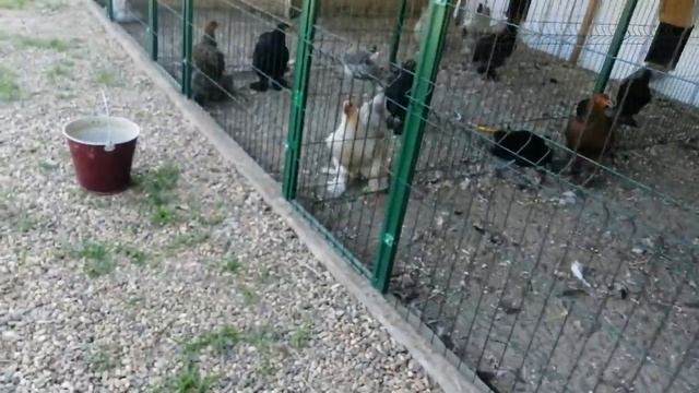 Породные куры в хозяйстве Светланы г.Абинск смотреть онлайн