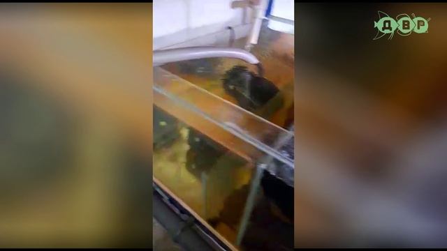 Если помпа качает слабо, то надо сделать так.... смотреть онлайн