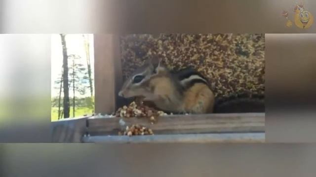 Забавные Животные. Бурундук! Веселая Видео Подборка! смотреть онлайн