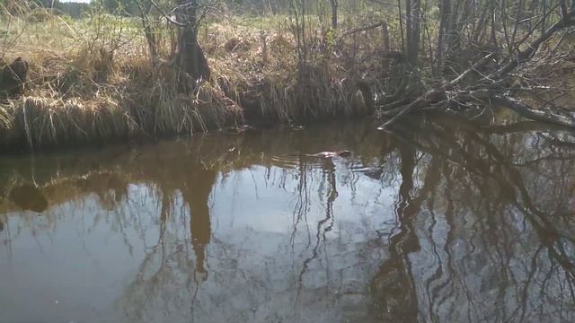 Бобр или ондатра на реке Бродовка на Урале смотреть онлайн
