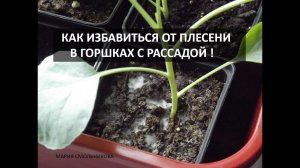 Как избавиться от плесени на земле в горшках с рассадой ! Просто и быстро !