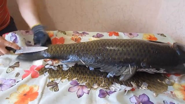 Искуство разделки ОГРОМНОГО карпа. Как правильно разделывать большую рыбу ? смотреть онлайн