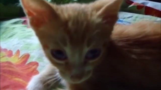 Рыжий котёнок смотреть онлайн