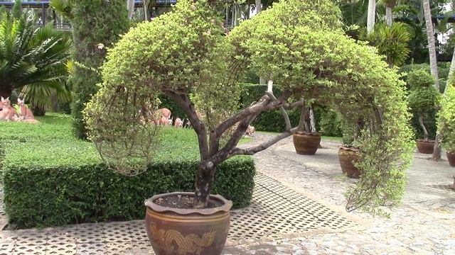 Nong Nooch Pattaya tropical garden What to see in Pattaya Vacation travel guide смотреть онлайн