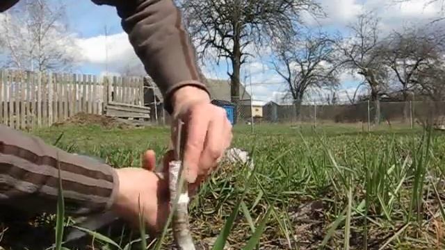 Моя прививка яблони и сливы в расщеп смотреть онлайн