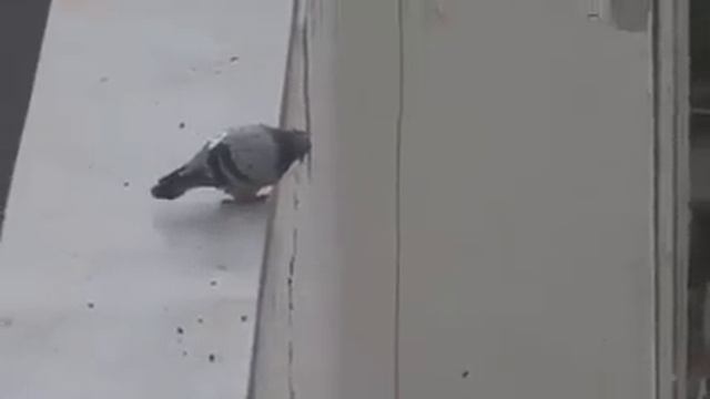 PIGEON JUMPING OFF THE ROOF WEBM смотреть онлайн