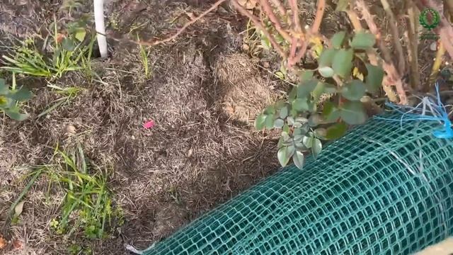 Готовим к укрытию плетистые розы. Питомник растений Е. Иващенко смотреть онлайн