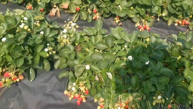 Фенг сянг. Самый потрясающий работоспособностью и вкусом сорт💖💖💖.