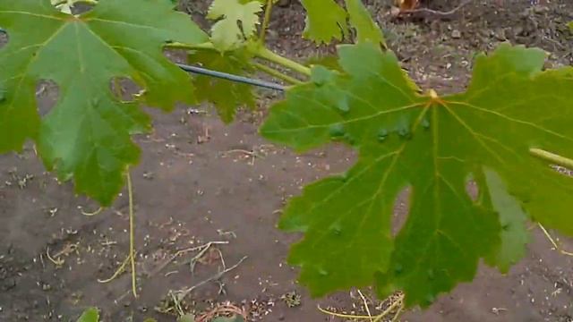 Виноградный клещ