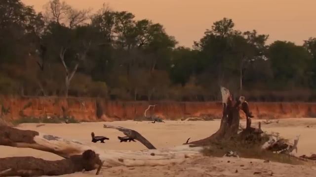 OMG! Lion Lost Miserably In The Battle With The Honey Badger► This Is Why Honey Badgers Are Immorta смотреть онлайн