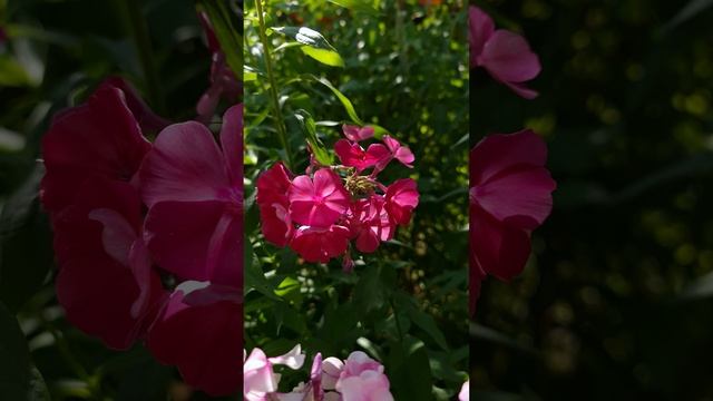 Отражение.mp4