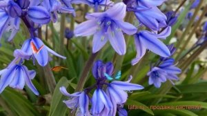 Пролеск колокольчатый Блу (scilla proleska) ? пролеск Блу обзор: как сажать луковицы пролески Блу