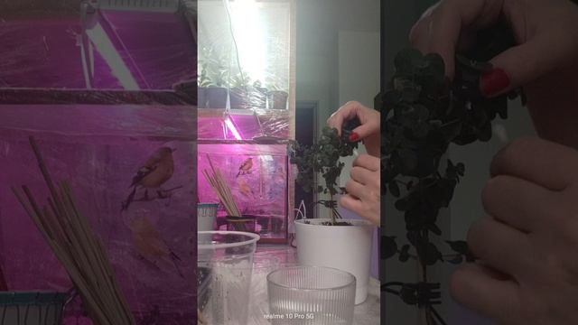 Эвкалипт Гуни, удаляю остатки обработки от вредителя #цветы #garden #растения смотреть онлайн