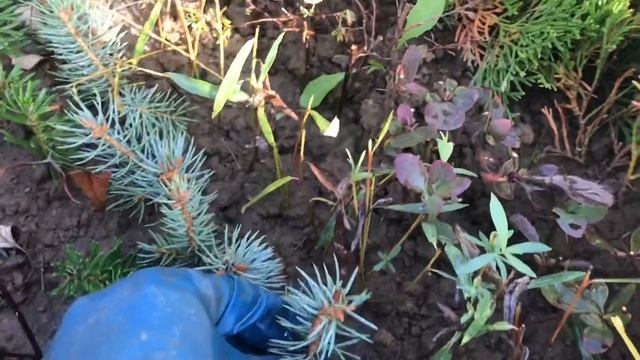 Часть 2. Укоренение зелёных черенков хвойных растений. Эксперимент ? Пихта корейская и Ель голубая смотреть онлайн