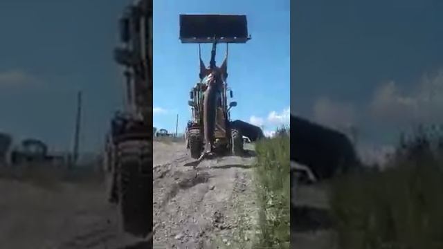 Поймали самую большую Белугу весом 650 кг. смотреть онлайн