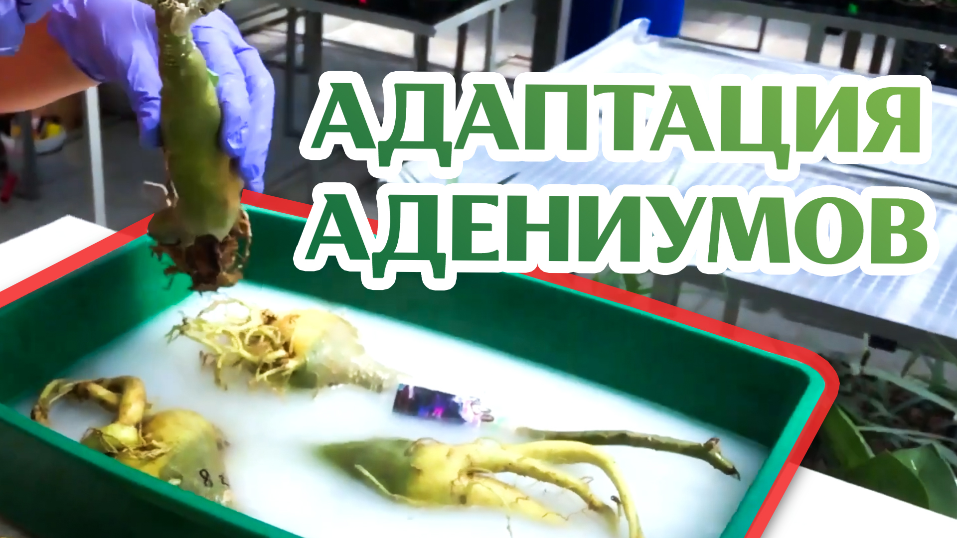 Как Адаптировать Импортные Адениумы