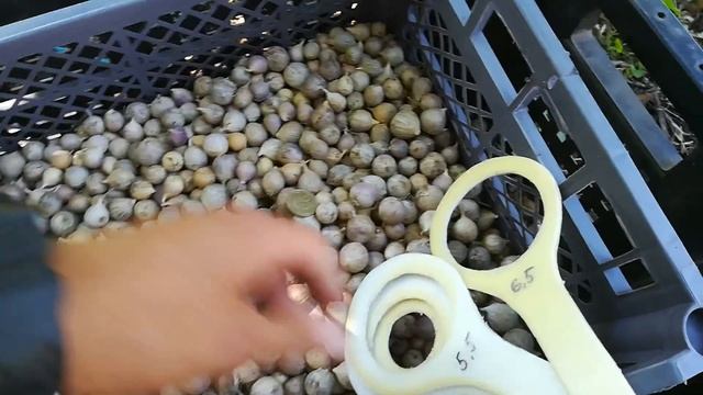 Какую однозубку чеснока нужно покупать смотреть онлайн