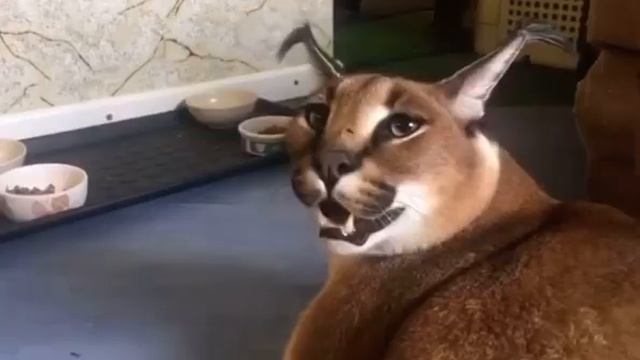 Floppa meow compilation / AKA - Gosha karr #short #meme смотреть онлайн